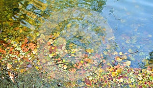 water surface covered in fallen leaves in autumn