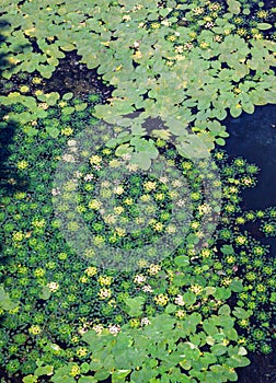 Leaves of lilies and caltrops on the water photo