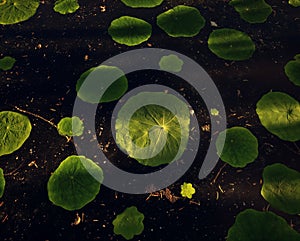 Water surface with dollarweed leaves in dappled sunlight.