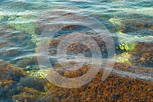 Water surface with driftweed.