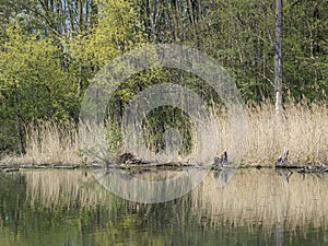 Water surface dry grass and trees in swamp lake, spring marchland water landscape photo