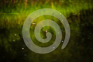 Water surface with fishing float and reflection of reeds