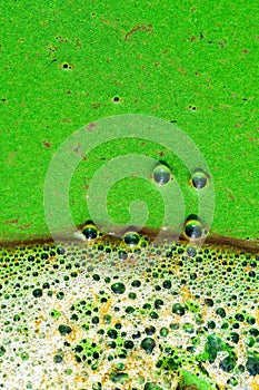Water surface with green algae