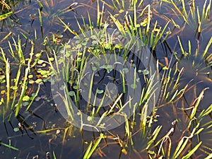 Water Surface Green Plant Leaves Nature in Pond Lake in Shade