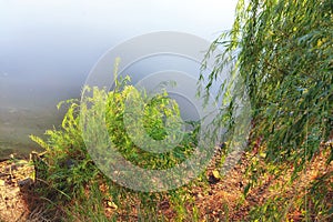 The water surface of the lake between the branches of the willow