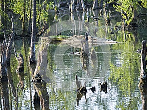 Water surface o swamp green lake with dry logs, trunk and trees , spring marchland water landscape, golden hour photo