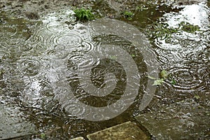 Water surface with rain texture - circles and bubbles texture