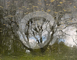 Water surface with reflection of bare tree and blue sky with clouds