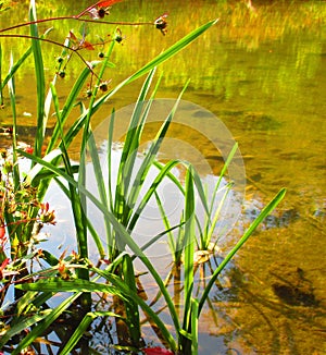 Water surface of the Smotrich river, Kamenets Podolskiy, Ukraine