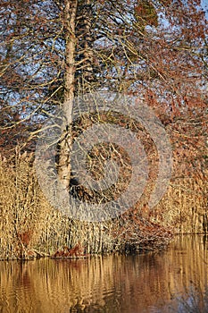 Water surface with trees