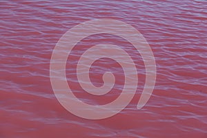 Water surface and waves on pink lake. Unique Pink water bodies.  Original color of the lake is given by halophilic microalgae
