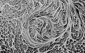 Water with Swirly Patterns. Pond, pattern.