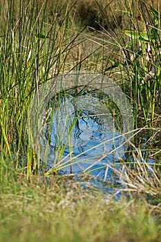 Water tall grasses southwest Florida