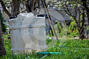 Water tank for watering the grass. Container to retain rainwater in the garden. White plastic jerrycan. Gallon water reserve