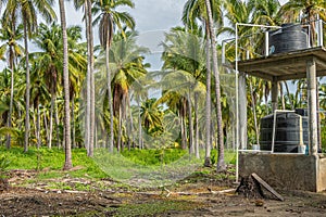 Water tanks and palm tree plantation, Parque EcoturÃÂ­stico. Zihuatanejo, Mexico photo