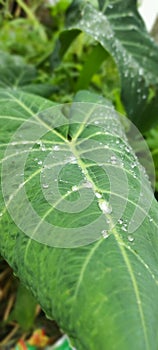 Water on taro leaves after rain