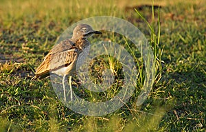 Water thick-knee photo