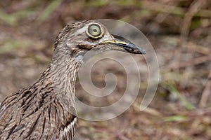 Water Thick-knee