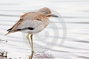 Water Thick-knee