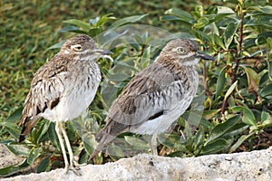 Water Thick-knee Burhinus vermiculatus