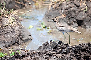 Water thick-knee (Burhinus vermiculatus