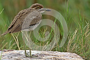 Water thick-knee (Burhinus vermiculatus)