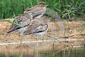 Water thick-knee (Burhinus vermiculatus)