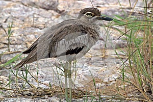 Water thick-knee (Burhinus vermiculatus)