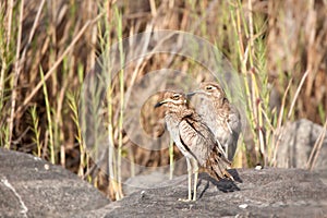 Water thick-knee (Burhinus vermiculatus) photo