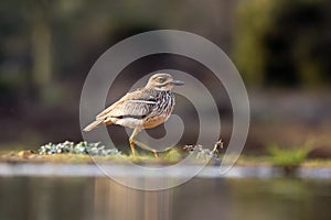 The water thick-knee Burhinus vermiculatus, or water dikkop standing on the shore photo