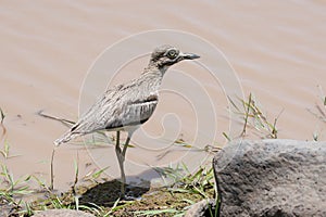 Water Thick-knee Burhinus vermiculatus at the Edge of a Lake