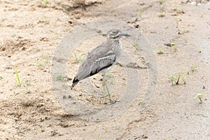 A water thick knee, Burhinus vermiculatus, standing on a sandy field in South Africa