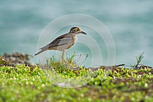 Water Thick-knee - Burhinus vermiculatus or water dikkop. bird in the thick-knee family Burhinidae, found across sub-Saharan