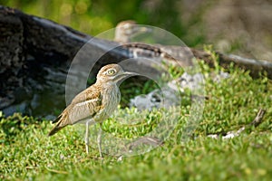 Water Thick-knee - Burhinus vermiculatus or water dikkop. bird in the thick-knee family Burhinidae, found across sub-Saharan