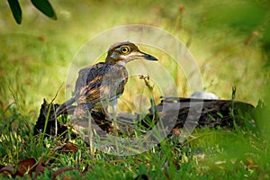 Water Thick-knee - Burhinus vermiculatus or water dikkop. bird in the thick-knee family Burhinidae, found across sub-Saharan