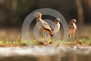 The water thick-knee Burhinus vermiculatus, or water dikkop standing on the shore