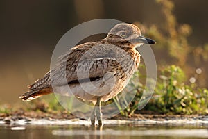 The water thick-knee Burhinus vermiculatus, or water dikkop standing on the shore