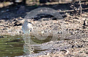 Water Thick Knee in Kruger National Park