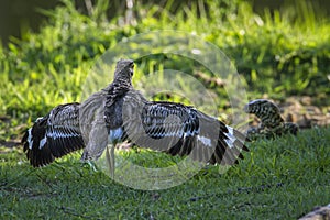 Water thick-knee in Kruger National park, South Africa