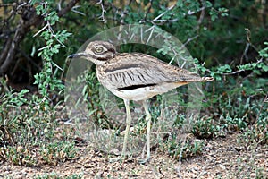 A Water Thick Knee looking for some shade