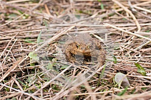 Water toad swamp