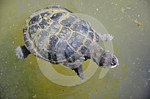 Water tortoise