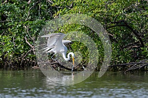 Water trailing from head of Egret