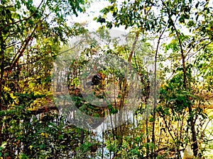 Water ,tree ,forest ,sky ,green