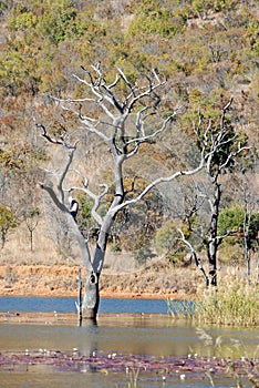 Water and Tree Landscape