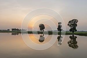 Water and Tree reflections during Sunset near paddy fileds of Kotpad,Odisha,India