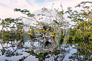 Water Trees, Cuyabeno National Park