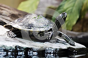 Water turtle