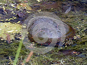 Water Turtle