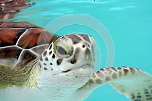 Water Turtle img